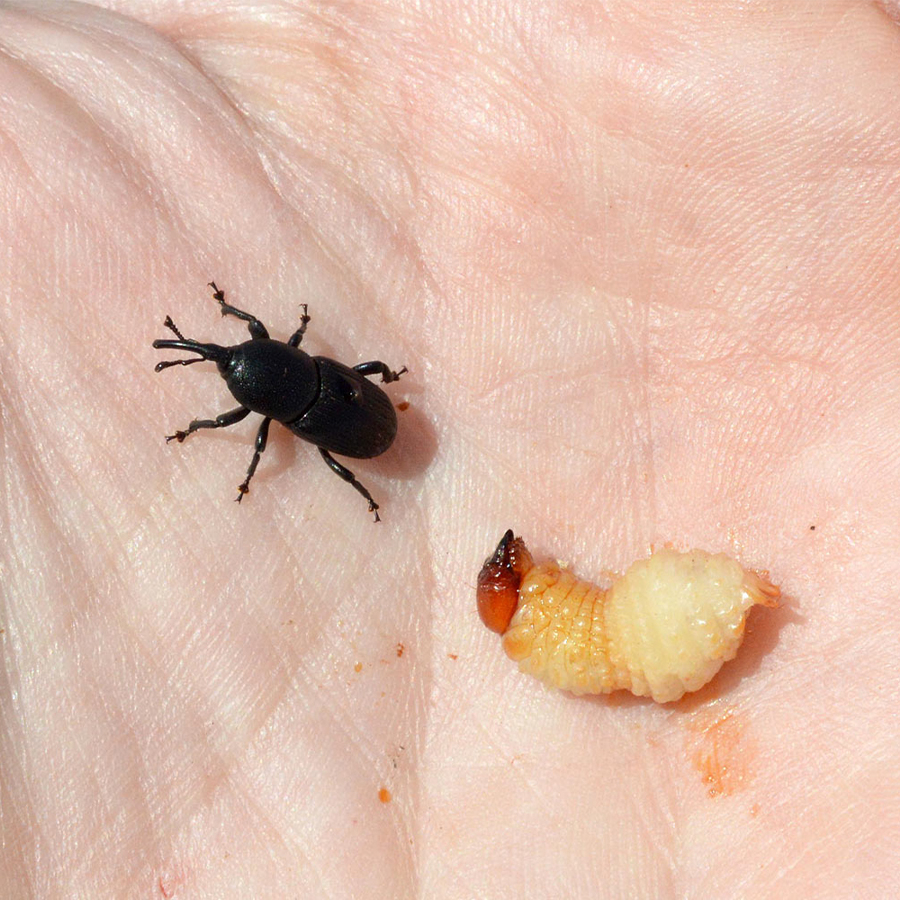 Feromona del picudo del agave (Scyphophorus acupunctatus) de larga duración (3 meses)