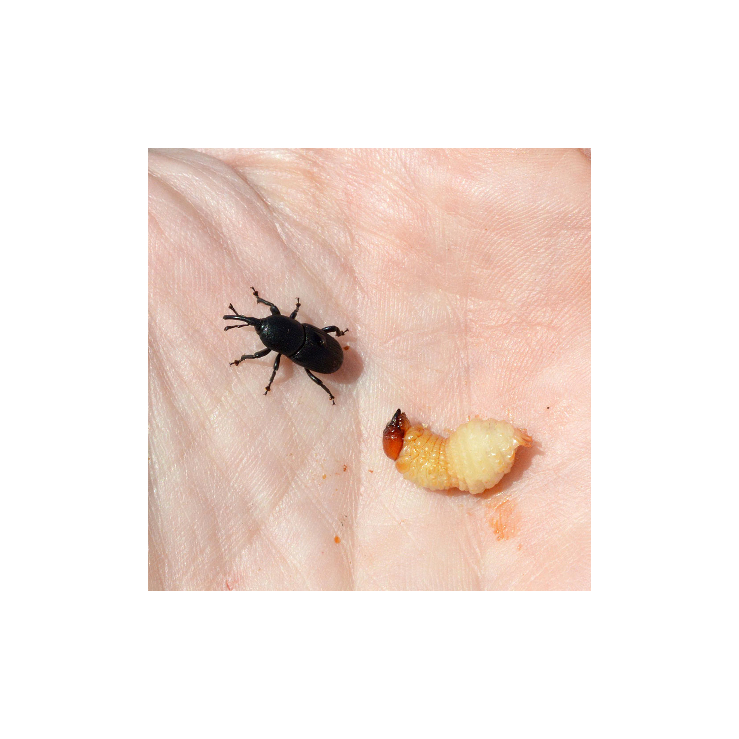 Agavenrüssler-Pheromon (Scyphophorus acupunctatus) Langzeitwirkung (3 Monate)
