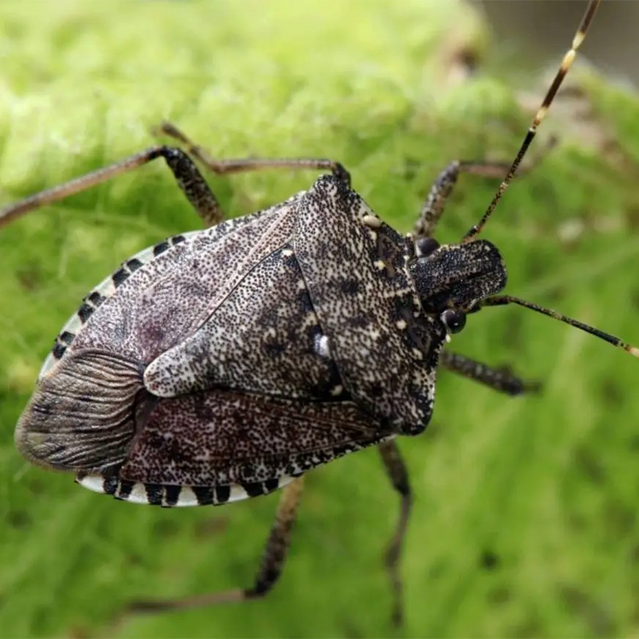 Halyomorpha halys