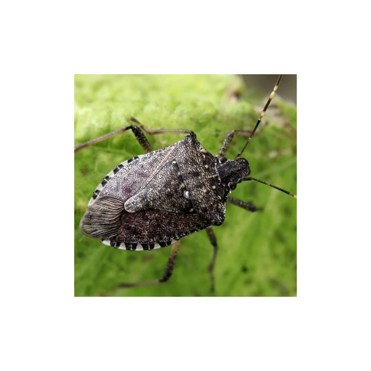Halyomorpha halys