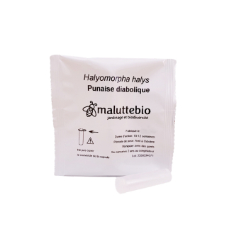Phéromone punaise diabolique - Halyomorpha halys