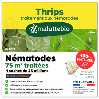 Nématode SF contre les thrips 75 m²