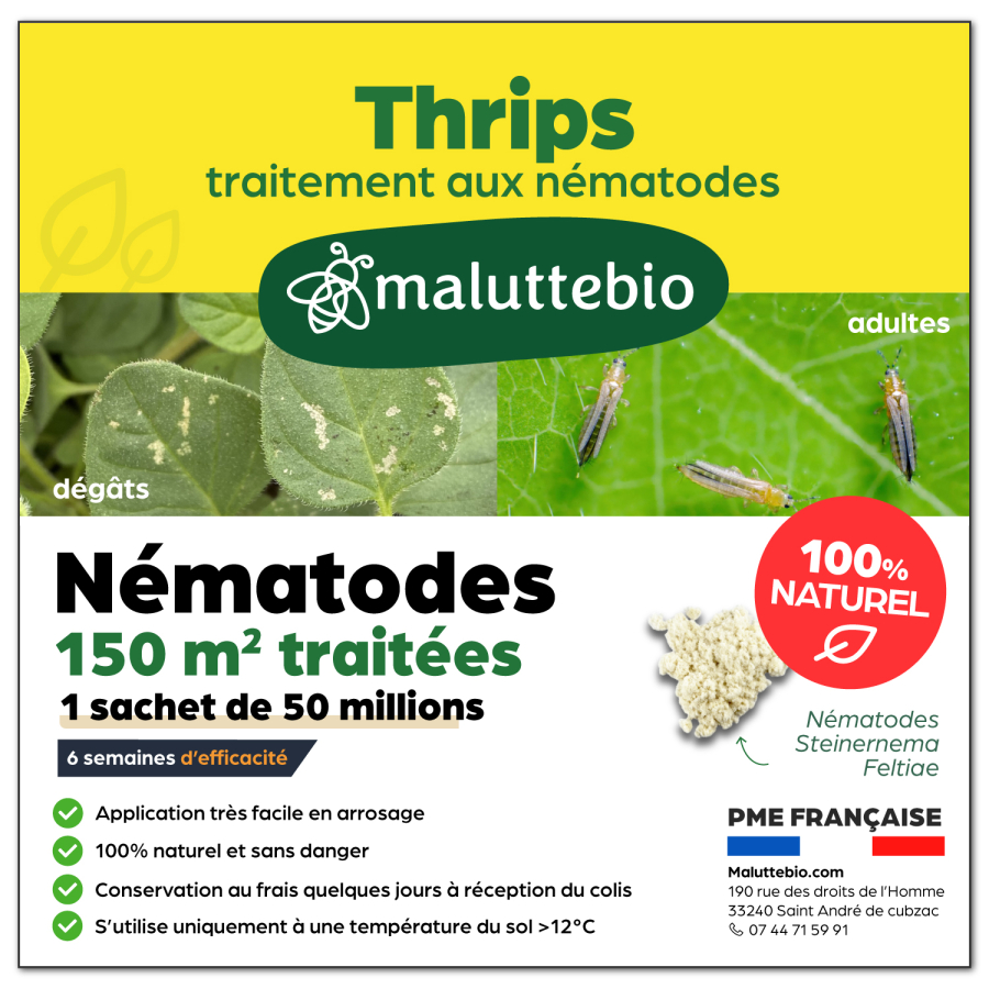 Nématode SF contre les thrips 150 m²