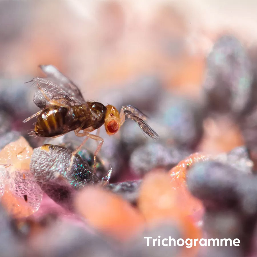 Tricograma antipolilla para la ropa