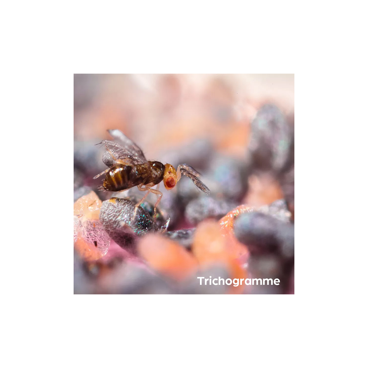 Tricograma antipolilla para la ropa