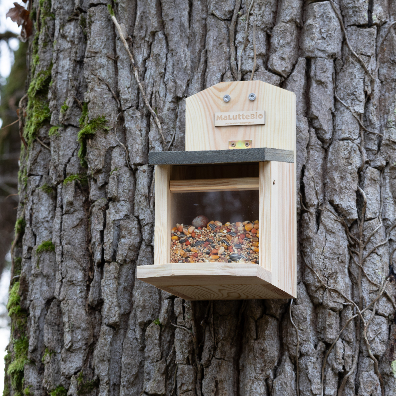 Squirrel feeder Maluttebio