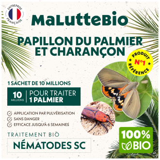 Picudo de las palmeras & picudo rojo: tratamiento con nematodos | Maluttebio