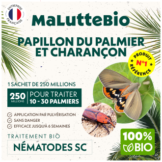 Picudo de las palmeras & picudo rojo: tratamiento con nematodos | Maluttebio