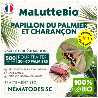 Picudo de las palmeras & picudo rojo: tratamiento con nematodos | Maluttebio