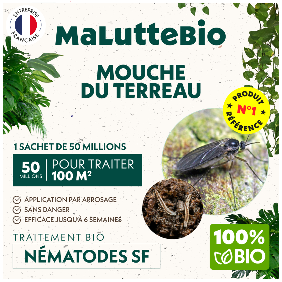 Steinernema feltiae contra mosquitos del sustrato (sciáridos) — Maluttebio