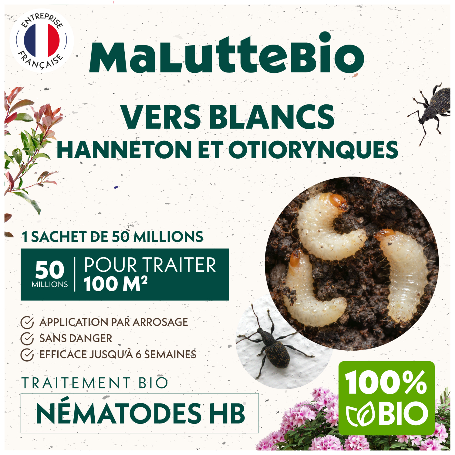 Nématodes anti vers blancs et otiorhynque — Traitement biologique