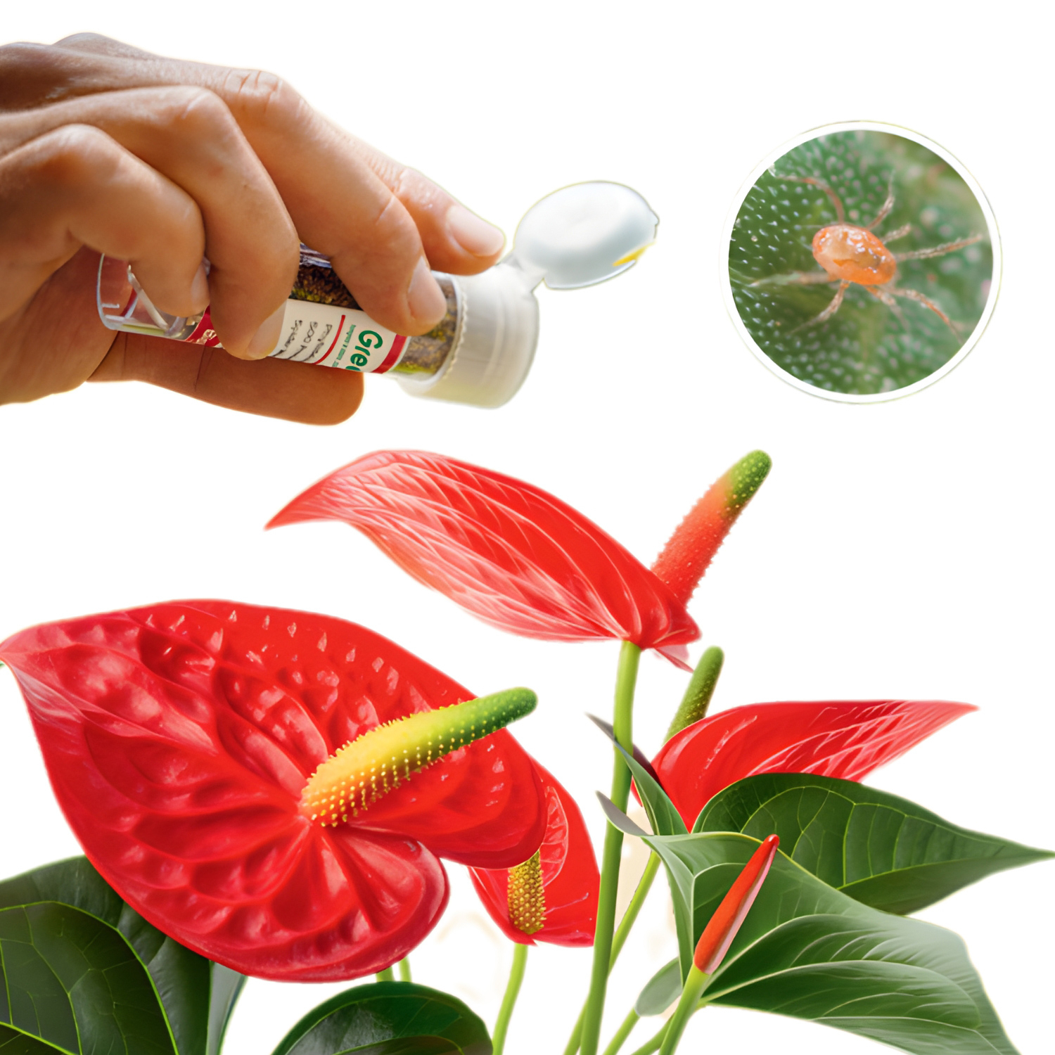 Phytoseiulus persimilis contra los ácaros (500 individuos) - Greenapy