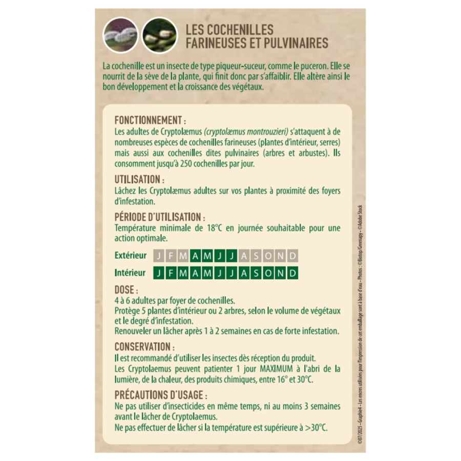 Cryptolaemus Montrouzieri – Mariquita anti cochinilla | Maluttebio
