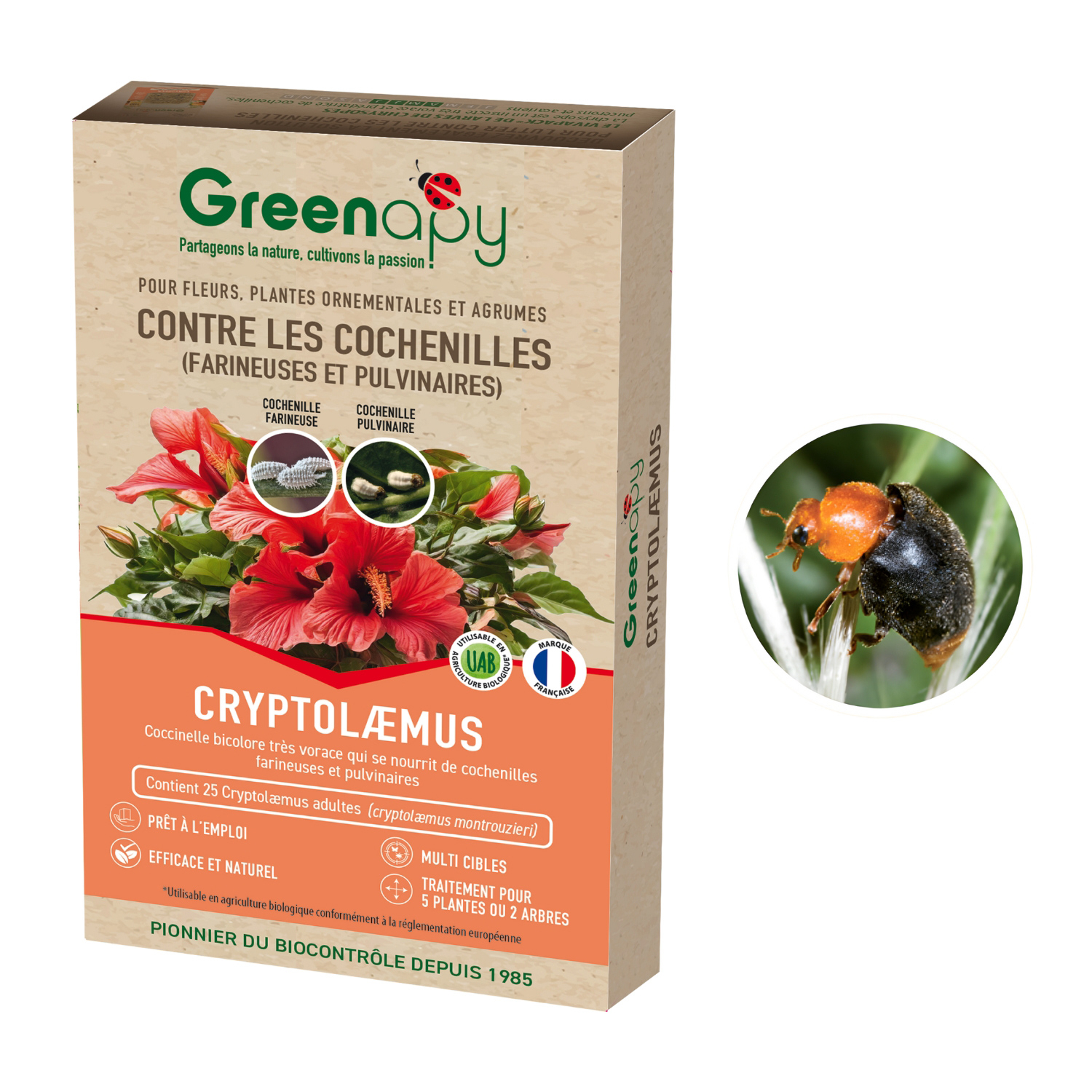 Cryptolaemus Montrouzieri mariquita anti cochinillas - Greenapy