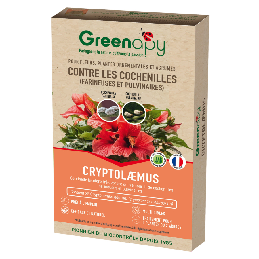 Cryptolaemus Montrouzieri – Mariquita anti cochinilla | Maluttebio