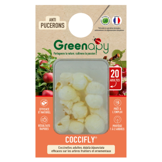 Coccinelles adultes Coccifly – contre les pucerons sur arbres