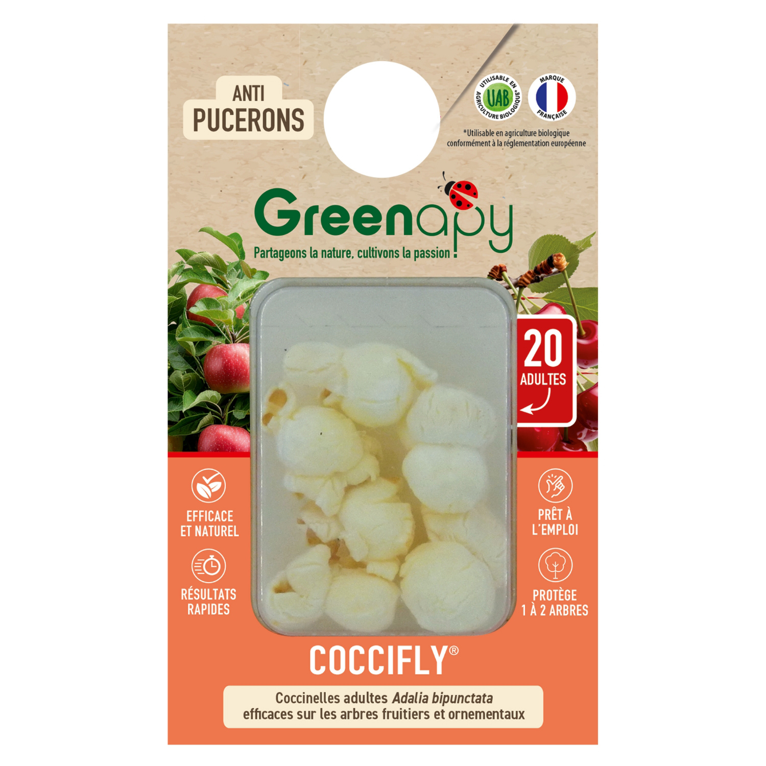 Caja de 20 mariquitas adultas Adalia bipunctata Coccifly contra los pulgones en árboles