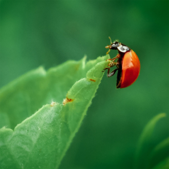 Mariquita adulta Adalia bipunctata — depredador natural de los pulgones en árboles frutales