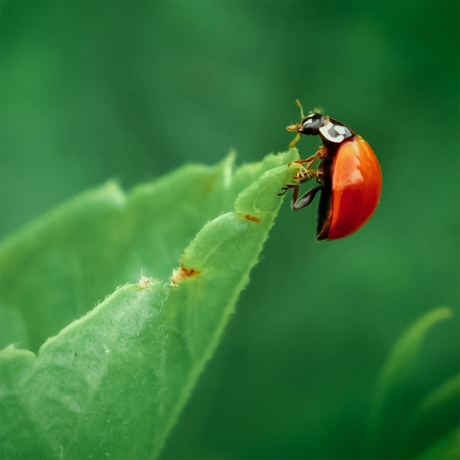 Mariquita adulta Adalia bipunctata — depredador natural de los pulgones en árboles frutales