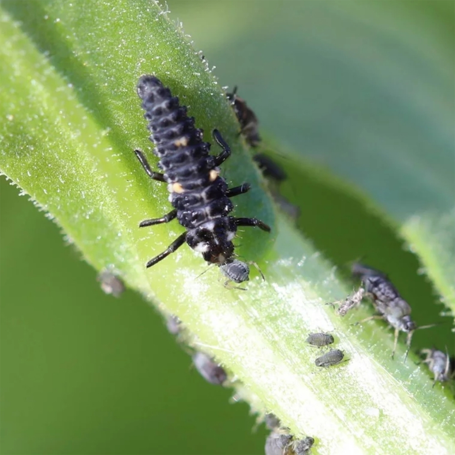Larva de mariquita Adalia bipunctata sobre tallo — depredador natural de los pulgones