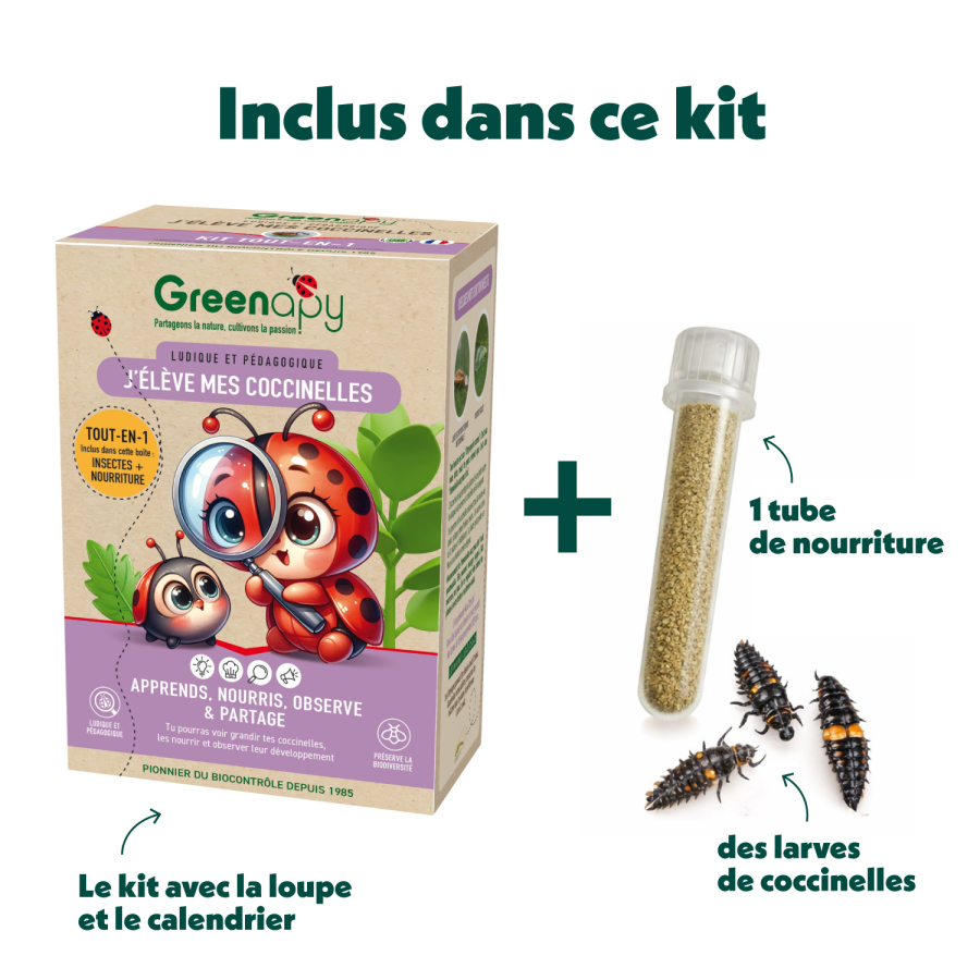 Ladybug Breeding Kit – Larvae + Food for Observation & Pest Control