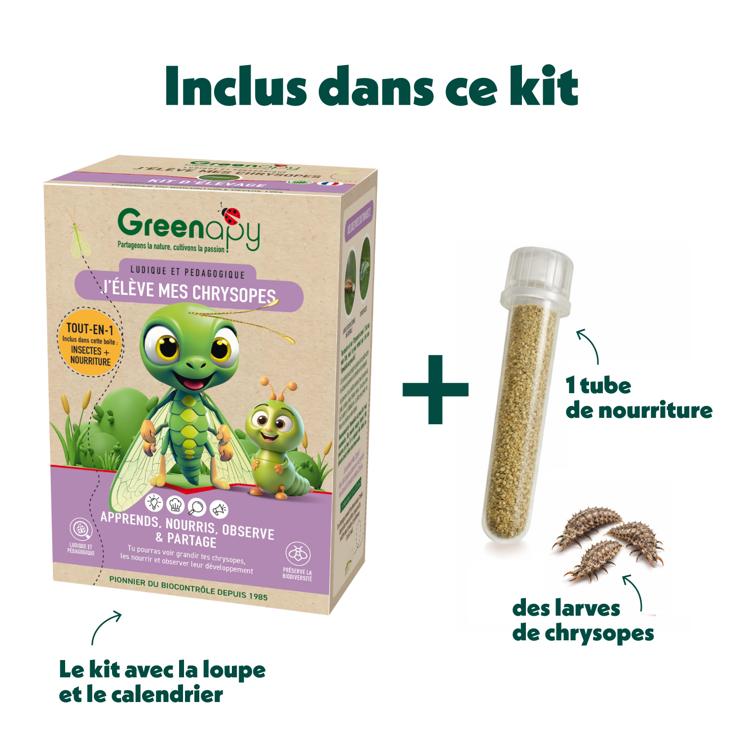 Kit d’élevage de chrysopes Greenapy – larves + nourriture (anti-pucerons)