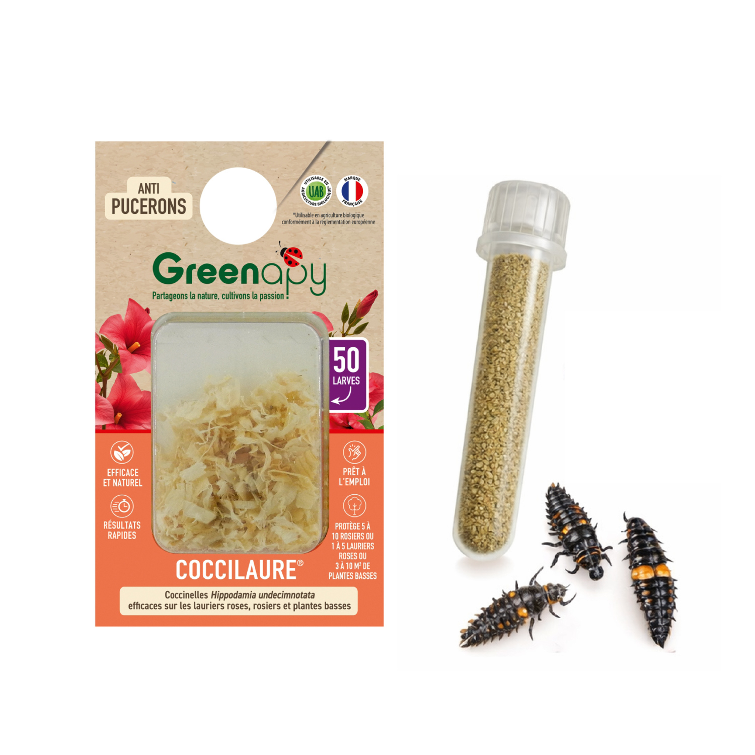 Recarga para cría de mariquitas – 50 larvas + alimento