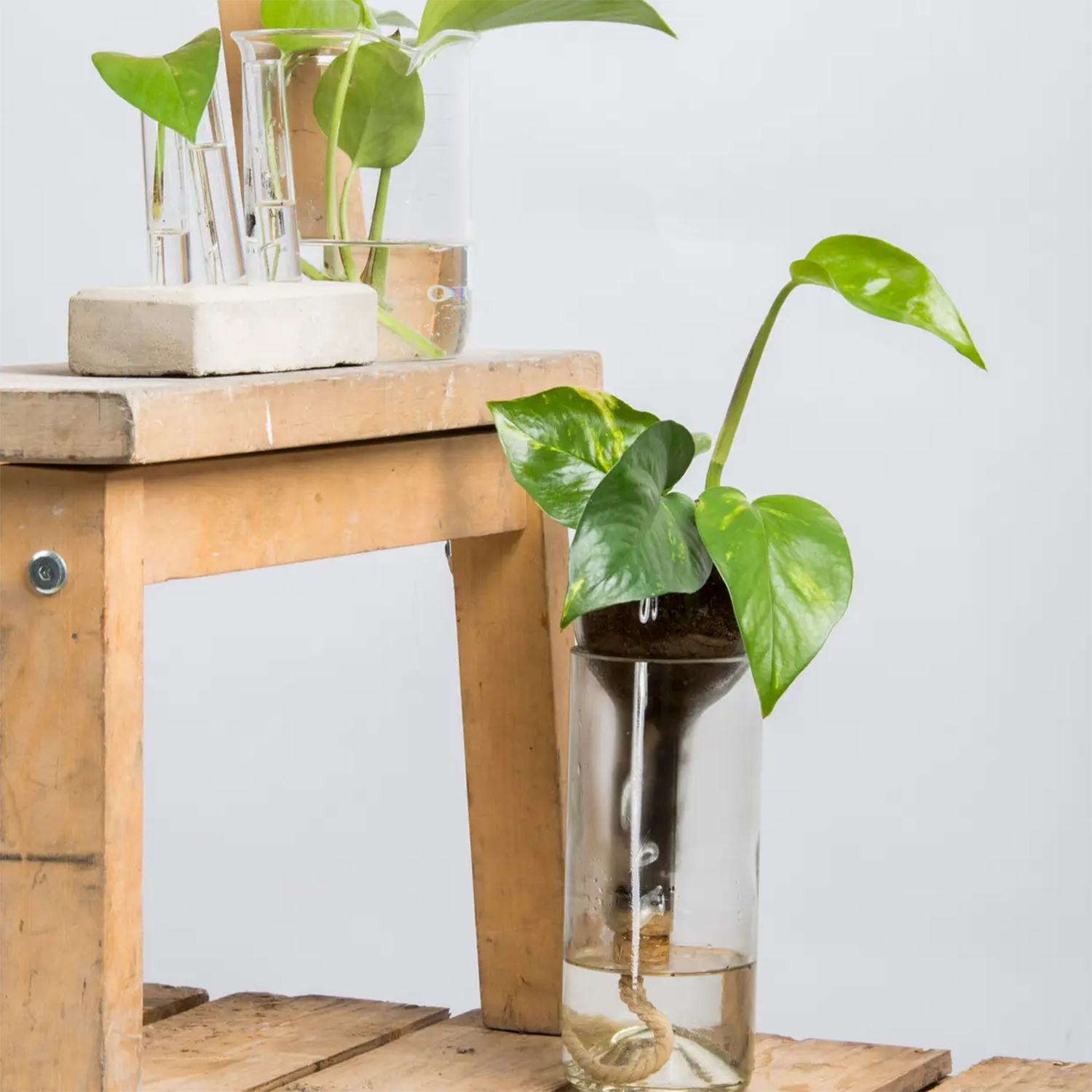 Maceta de vidrio con autorriego 21,7 cm – hidrocultivo e hidroponía