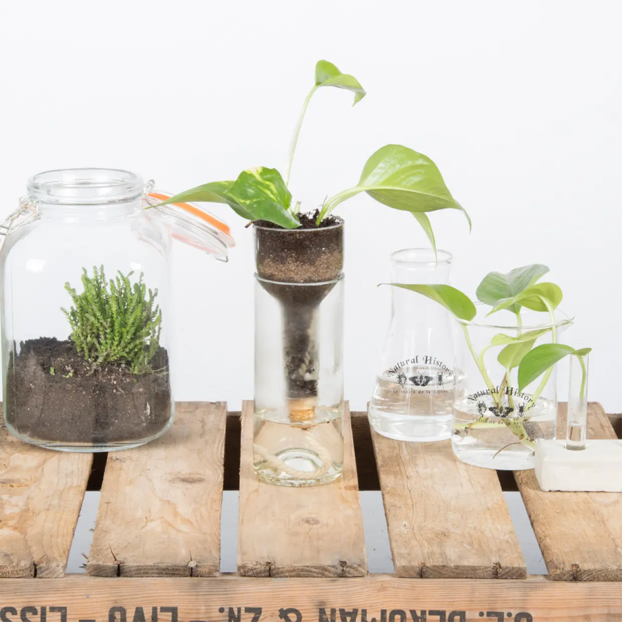 Maceta de vidrio con autorriego 21,7 cm – hidrocultivo e hidroponía