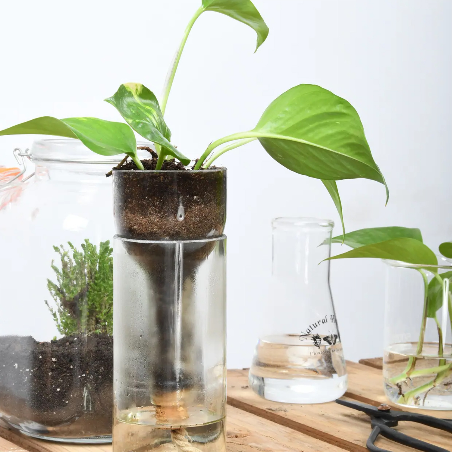 Maceta de vidrio con autorriego 21,7 cm – hidrocultivo e hidroponía