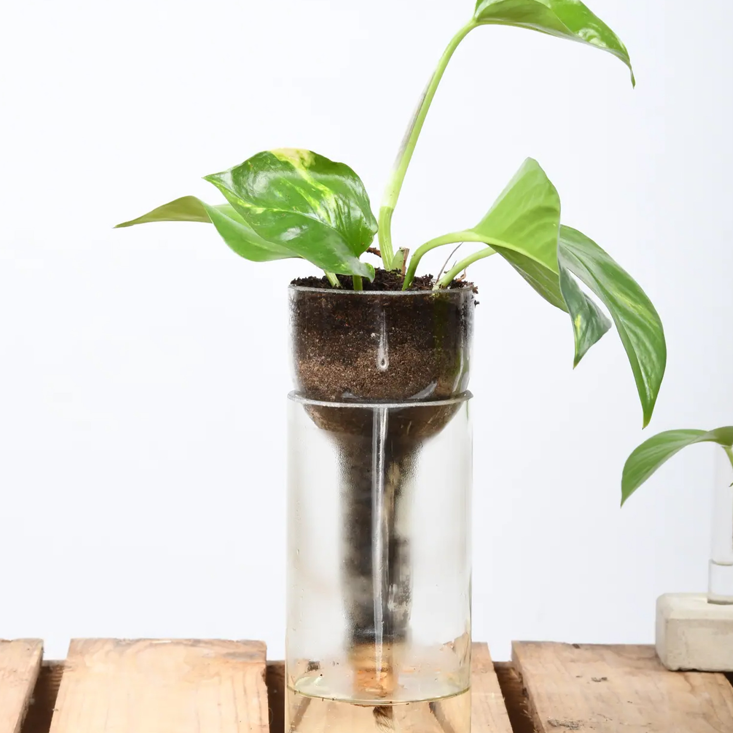 Maceta de vidrio con autorriego 21,7 cm – hidrocultivo e hidroponía