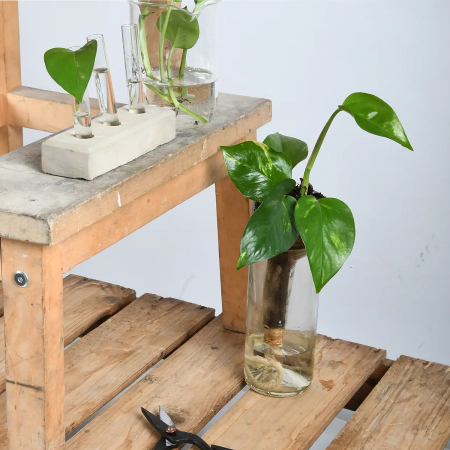 Maceta de vidrio con autorriego 21,7 cm – hidrocultivo e hidroponía