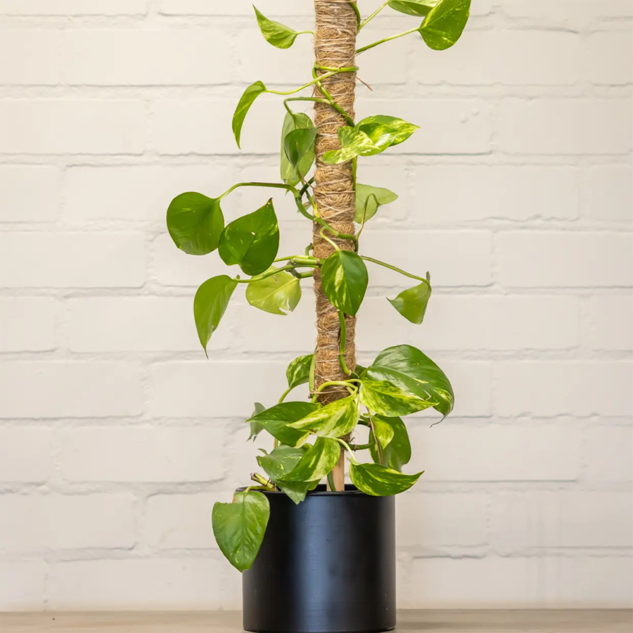 Tutor coco 75 cm con estaca – soporte para planta trepadora