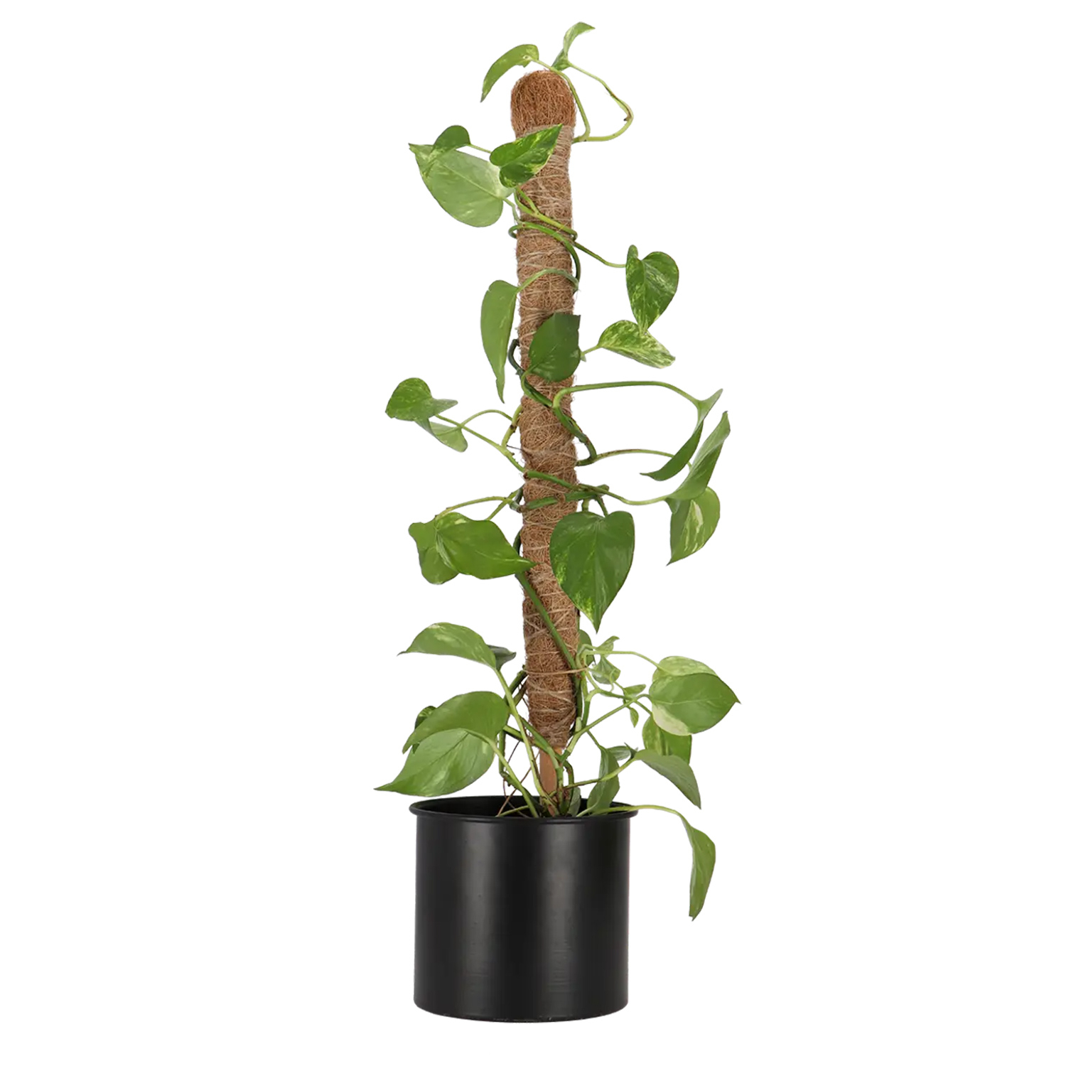 Tutor coco 75 cm con estaca – soporte para planta trepadora