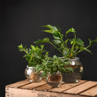 Maceta hidropónica transparente – cultivo de plantas sin tierra
