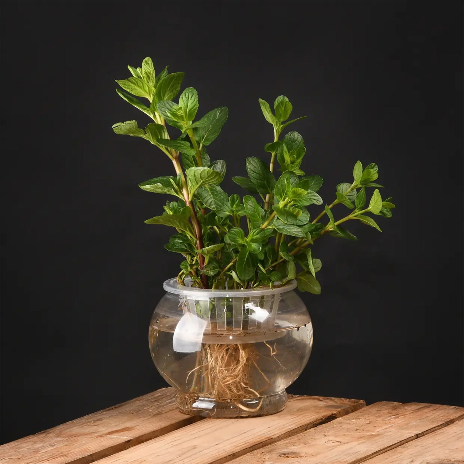Maceta de cultivo hidropónico