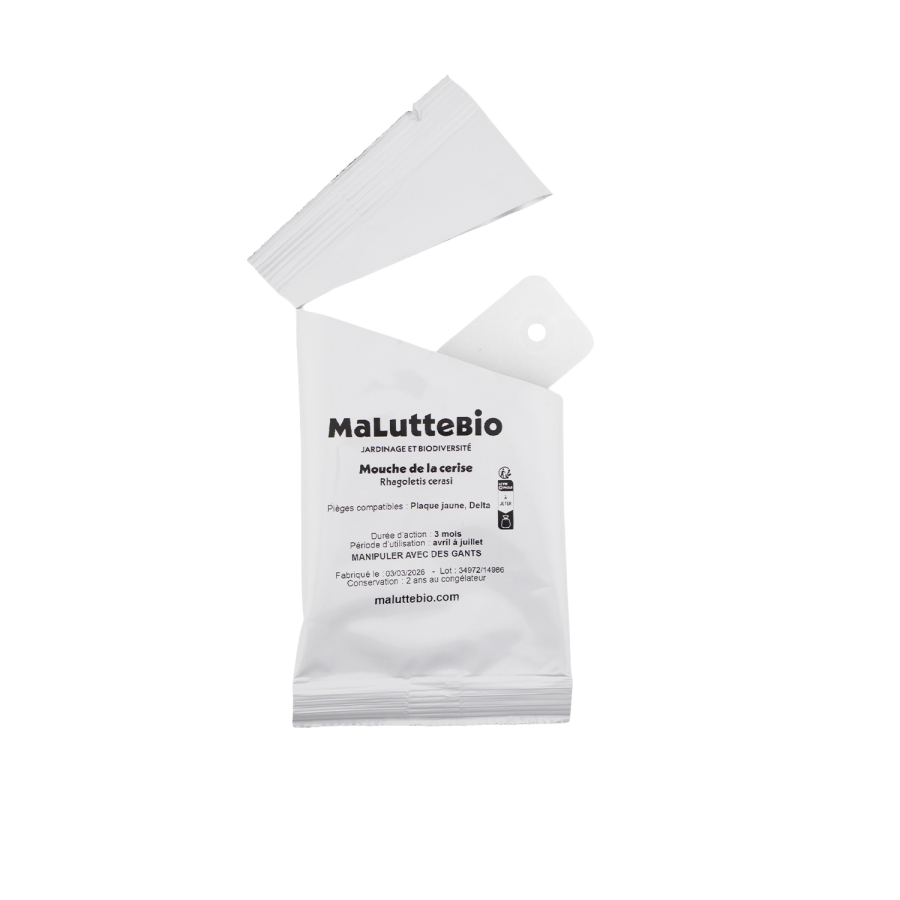 Trampa para la mosca de la cereza | Placas amarillas + atrayente | Maluttebio
