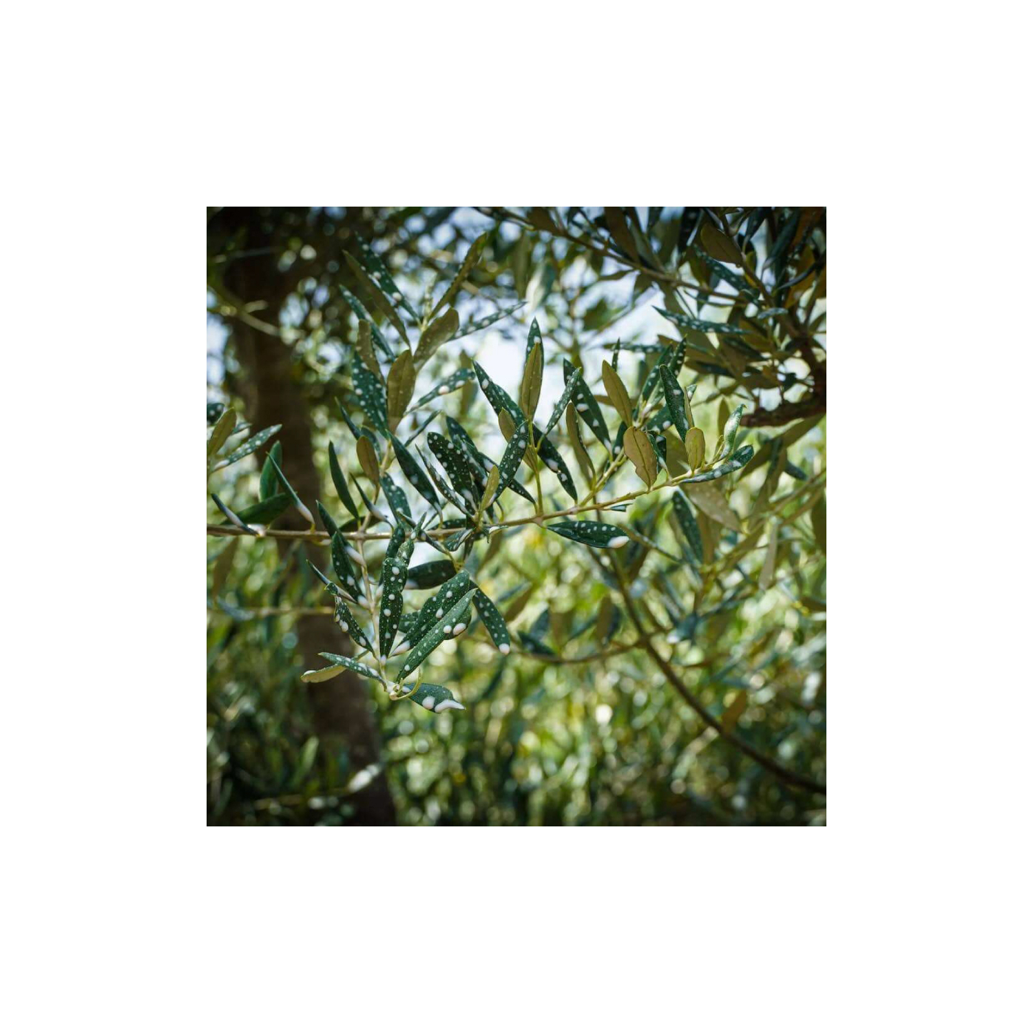 Tratamiento para la mosca del olivo y la cereza – Caolín natural