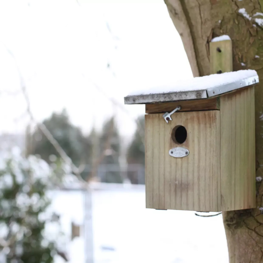 Great tit birdhouse Ø32 mm – thick & durable wood 🐦