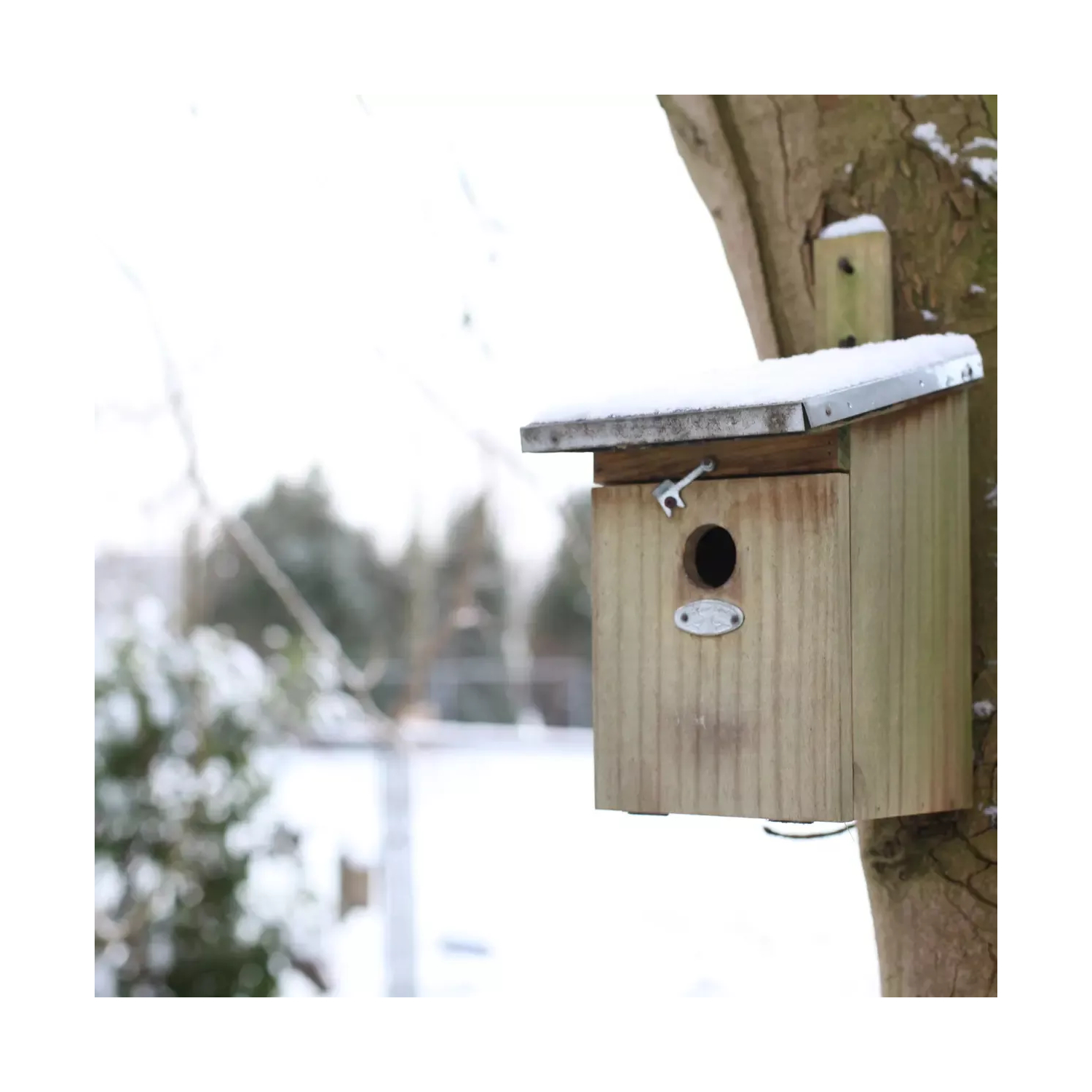 Great tit birdhouse Ø32 mm – thick & durable wood 🐦