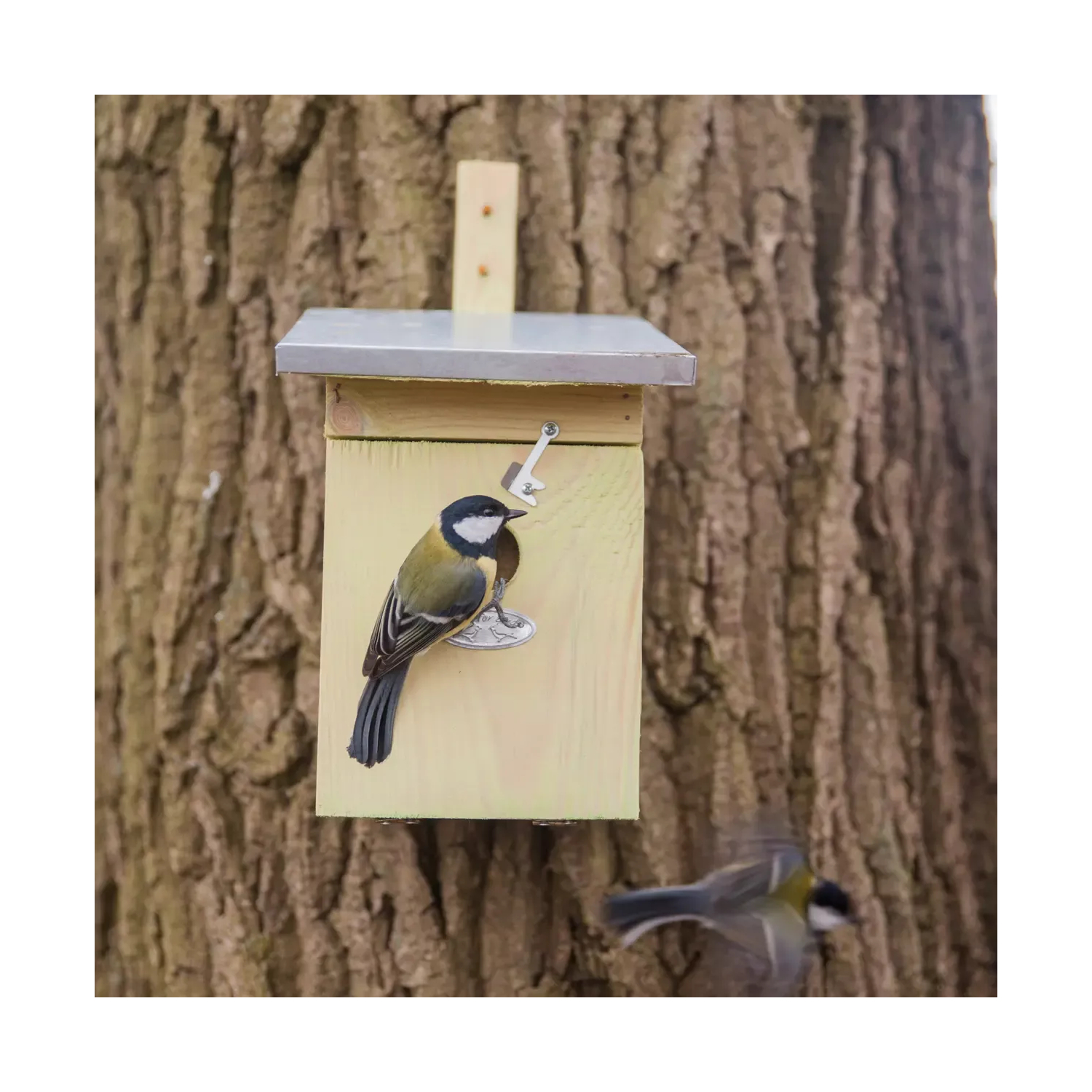 Nichoir mésange charbonnière Ø32 mm – bois épais & durable 🐦