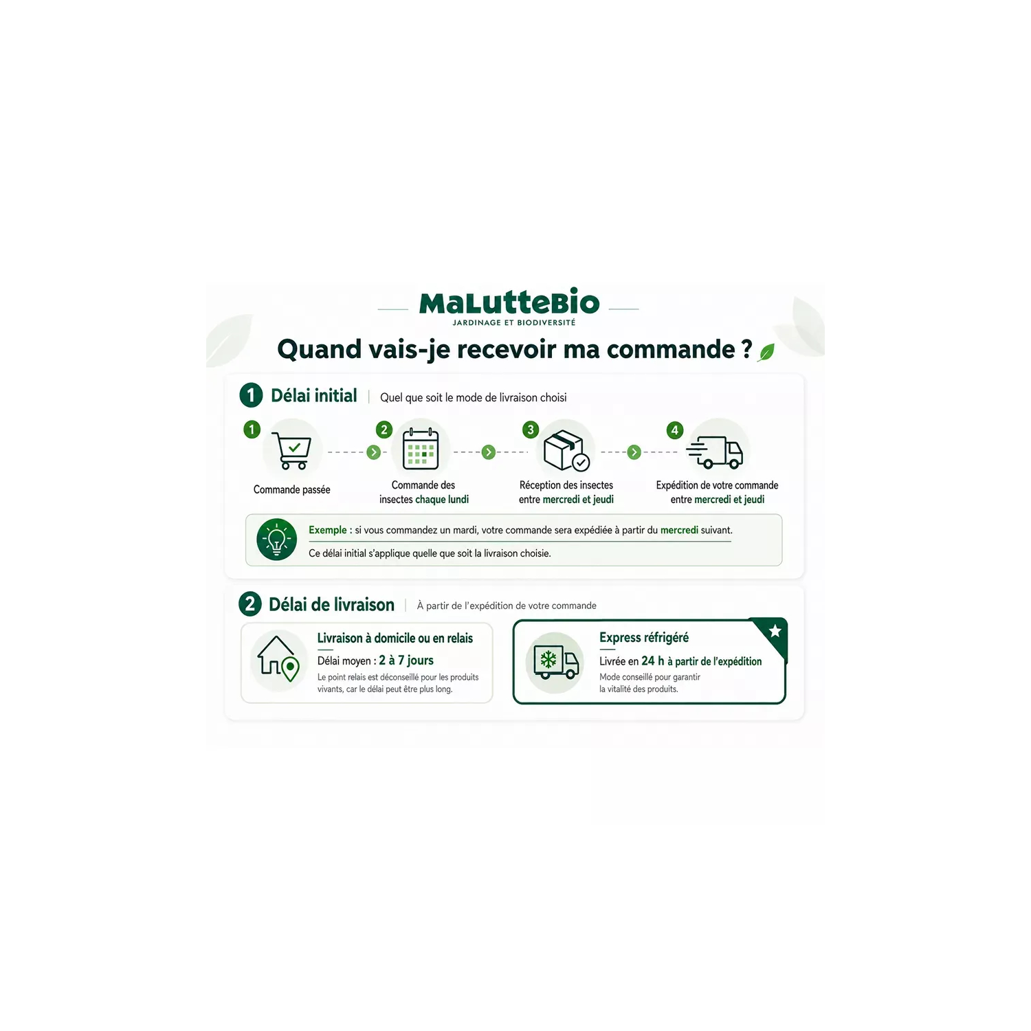 Cryptolaemus Montrouzieri – Mariquita anti cochinilla | Maluttebio