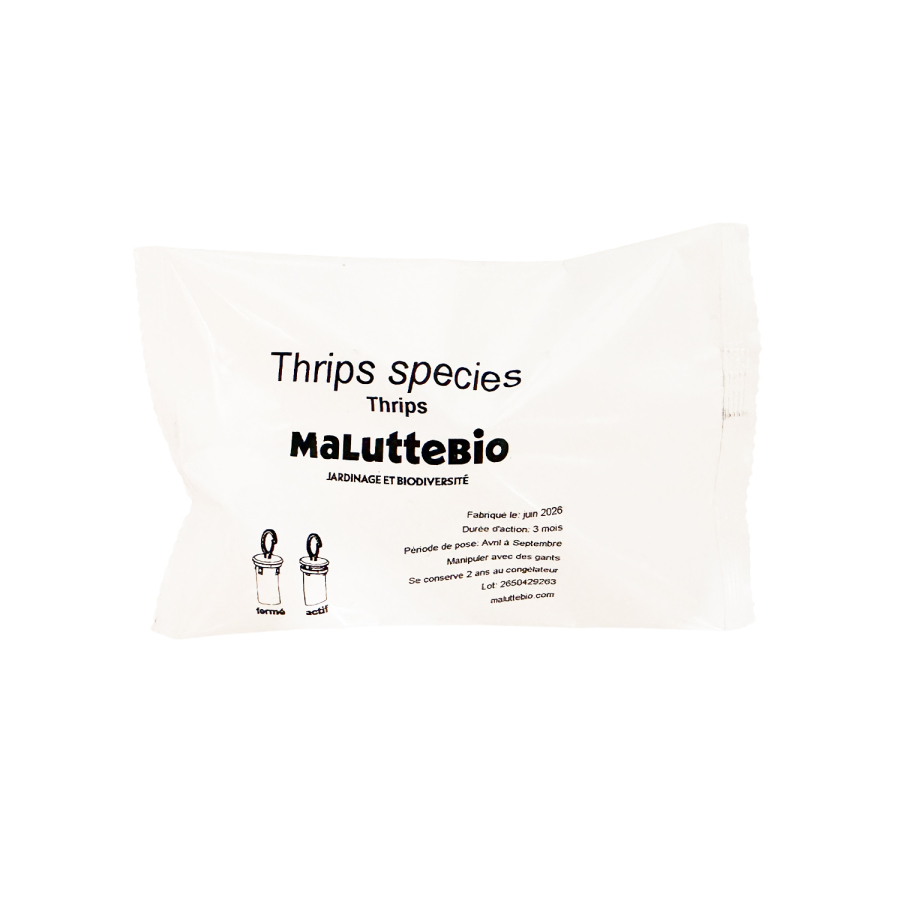 Feromona para trips Maluttebio