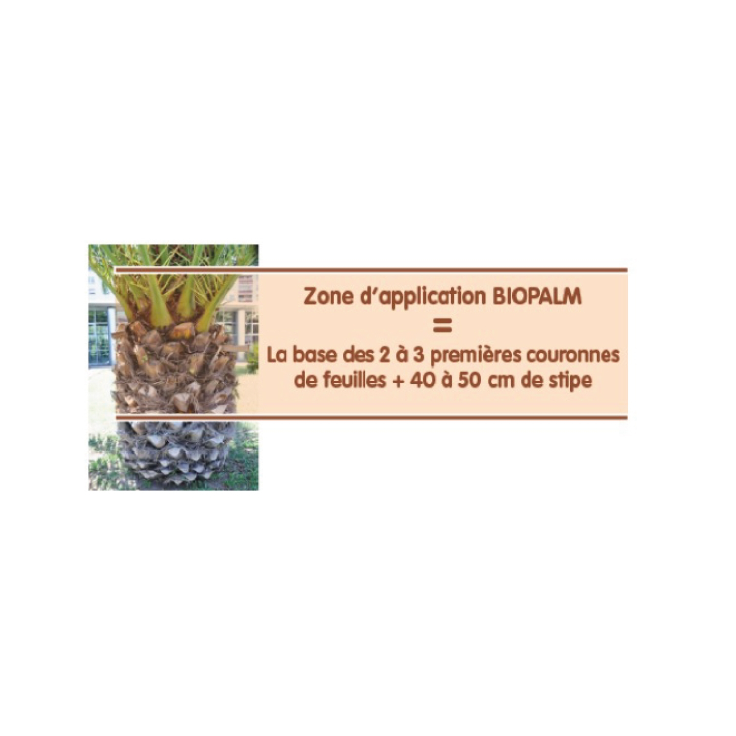 Biopalm® aerosol de pegamento para palmera