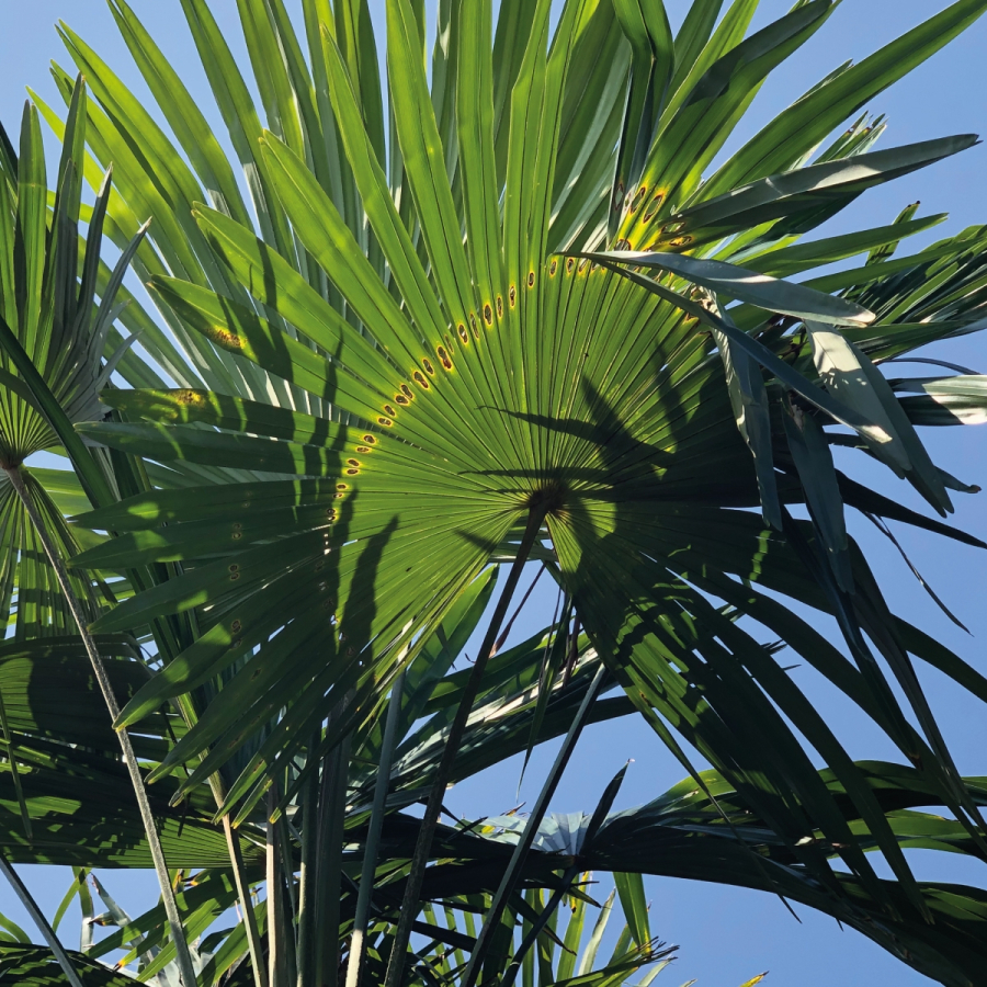 Biopalm® aerosol de pegamento para palmera
