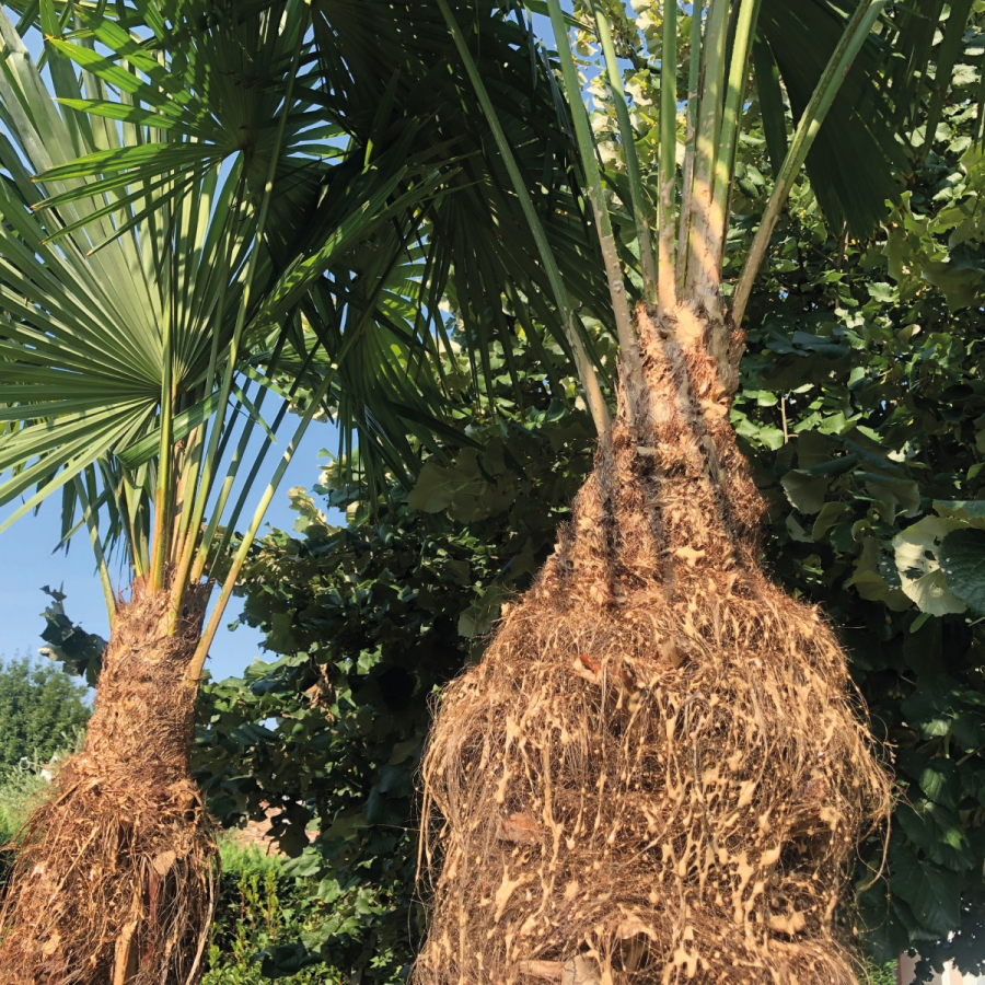 Biopalm® aerosol de pegamento para palmera