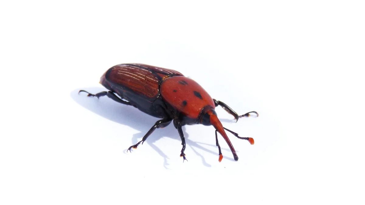 Charançon rouge du palmier : symptômes, larve et traitement naturel