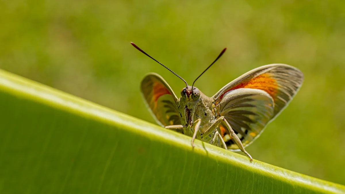 Papillon du palmier : comment identifier, prévenir et traiter naturellement Paysandisia archon
