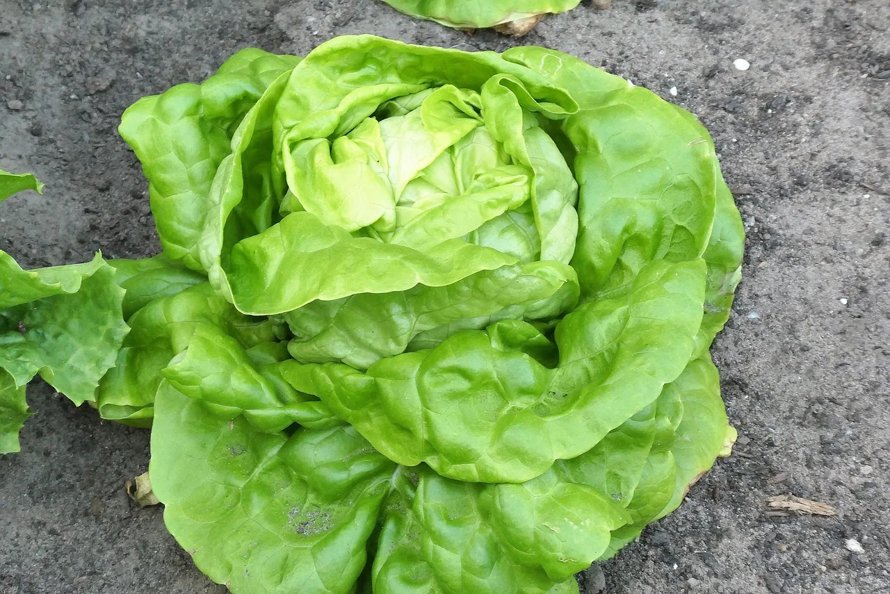 Guide pratique de protection du potager : les clés du biocontrôle