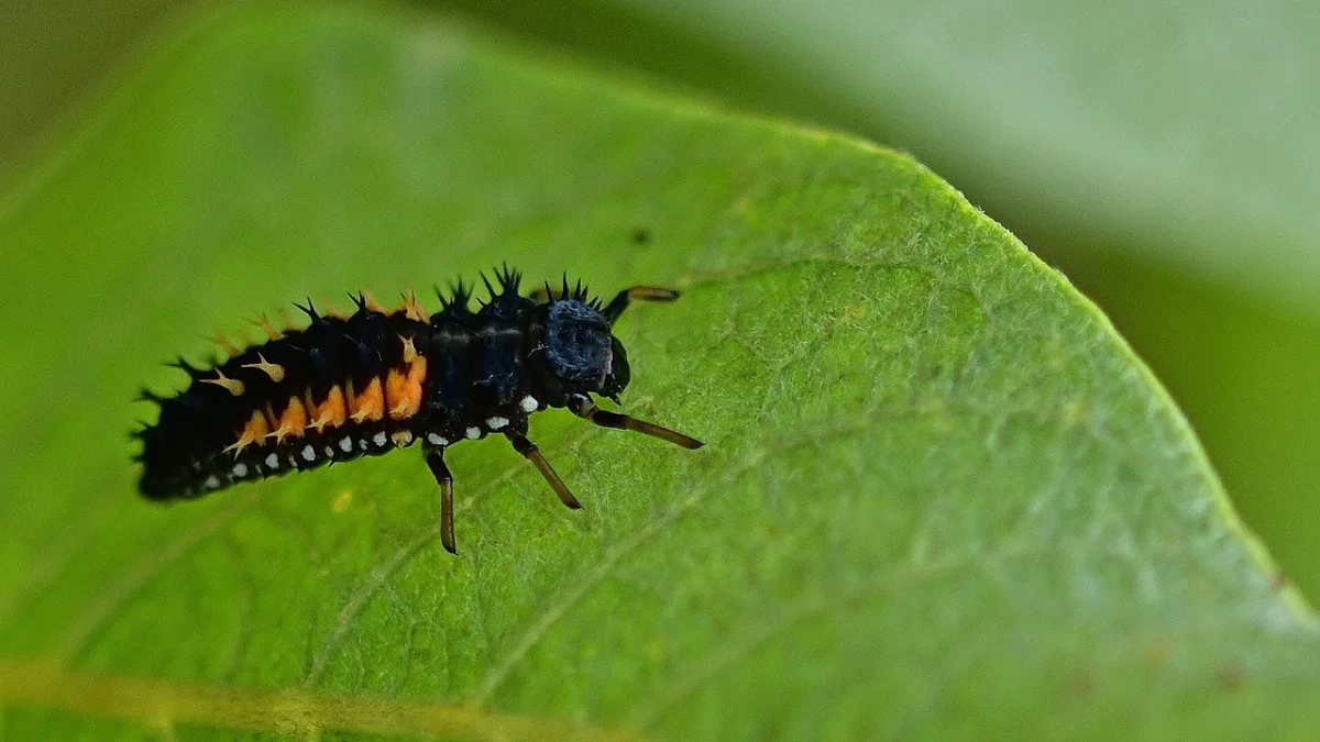 Tout savoir sur la larve de coccinelle et son efficacité contre les pucerons